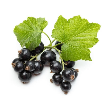 Cassis (Ribes nigrum)