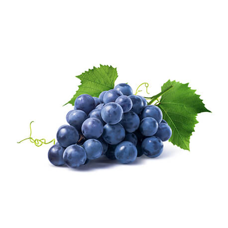 Vigne (Vitis vinifera)