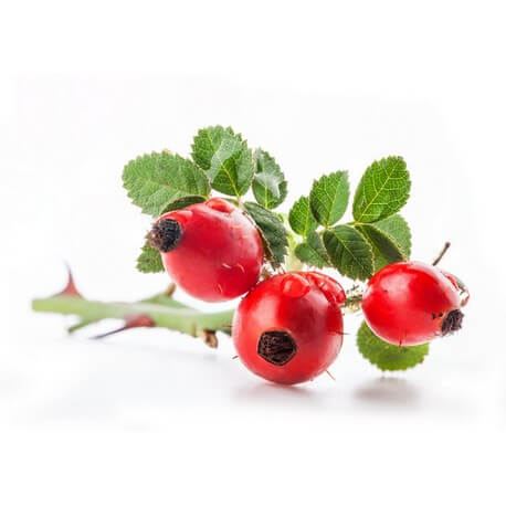 Eglantier / Rosier Sauvage (Rosa canina)