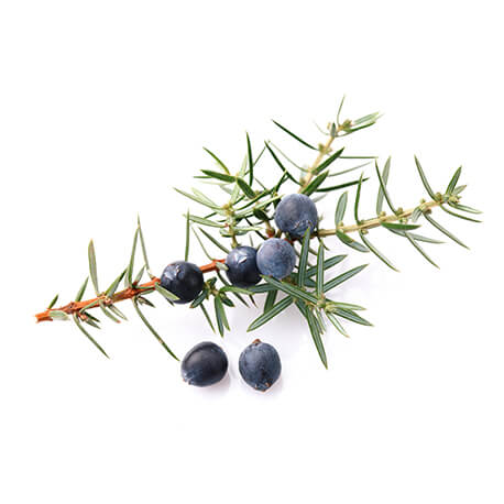 Genévrier (Juniperus communis)