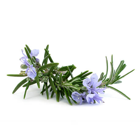 Romarin (Rosmarinus officinalis)