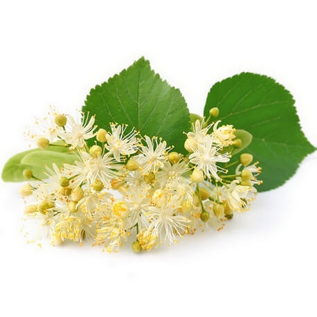 Tilleul (Tilla tomentosa)