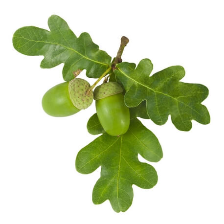 Chêne (Quercus robur)