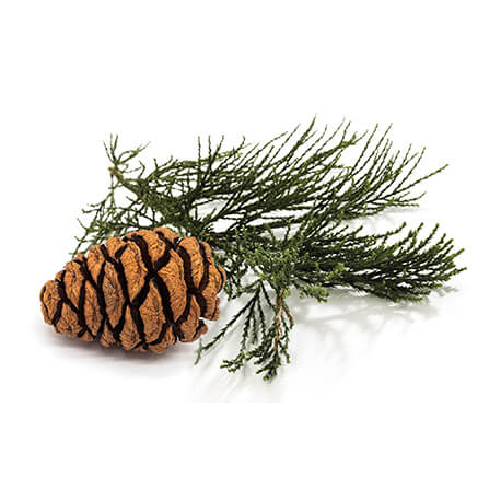Séquoia (Sequoïa gigantea)