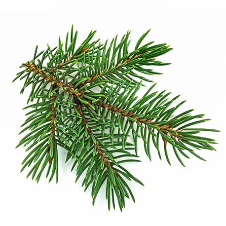 Sapin pectiné (Abies alba ou pectinata)