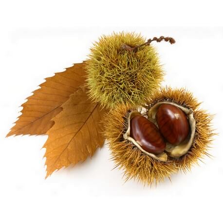 Châtaignier (Castanea vesca)
