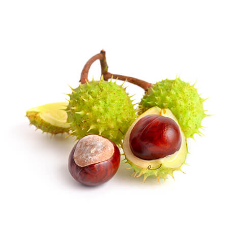Marronnier (Aesculus hippocastanus)