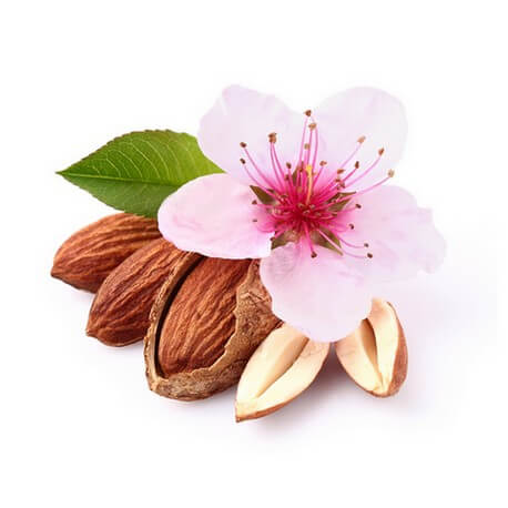 Amandier (Prunus amygdalus)