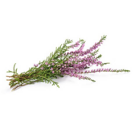 Bruyère (Calluna vulgaris)