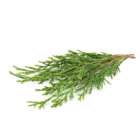 Cèdre du Liban (Cedrus libani A. Rich. )