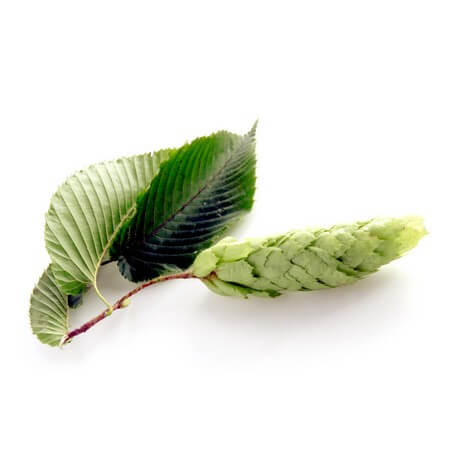 Charme (Carpinus betulus)