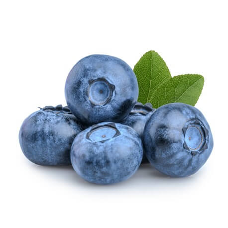 Myrtillier (Vaccinium myrtillus L)