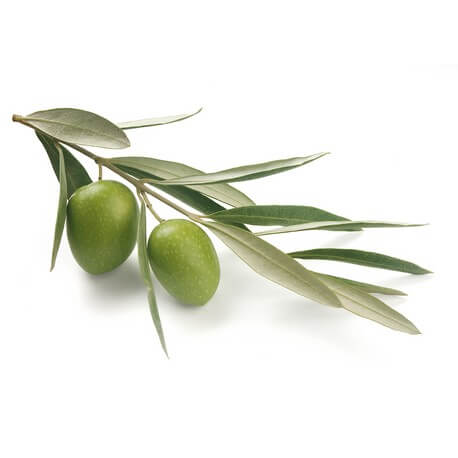 Olivier (Olea europaea)