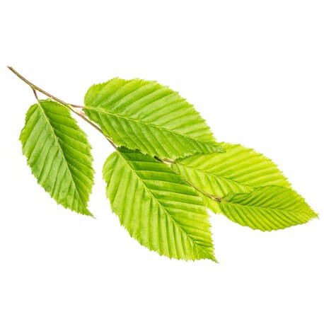 Orme (Ulmus minor Mill. )