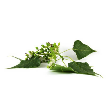 Peuplier Noir (Populus nigra)
