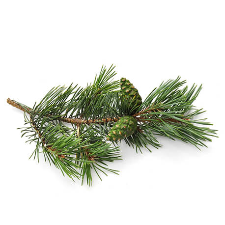 Pin des montagnes (Pinus montana)