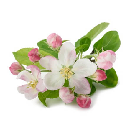 Pommier (Malus domestica Borkh.)