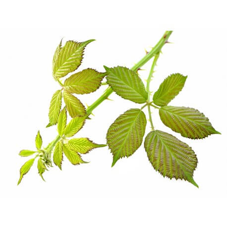Ronce (Rubus fruticosus L.)