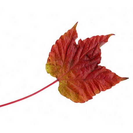 Vigne vierge (Parthenocissus tricuspidata)
