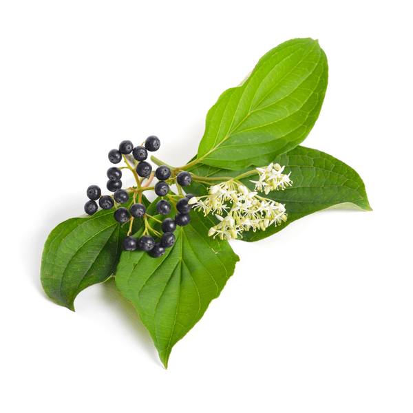 Cornouiller (Cornus sanguinea)