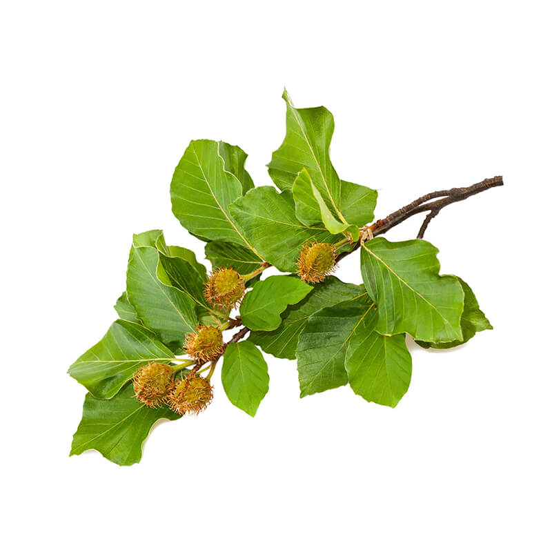Hêtre (Fagus sylvatica)