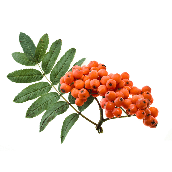 Sorbier (Sorbus aucuparia)