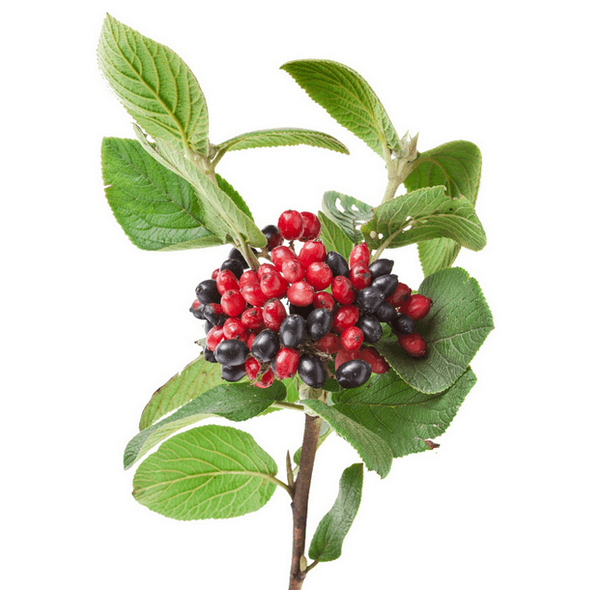 Viorne (Viburnum lantana)