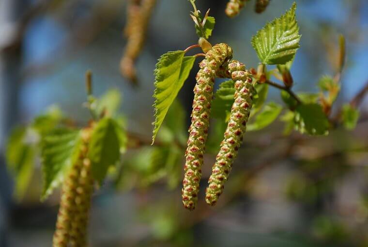 Bouleau (Betula sp (alba & verrucosa))
