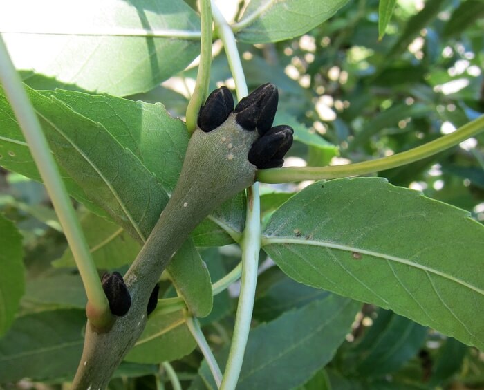 Frêne (Faxinus excelsior)