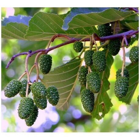Aulne glutineux (Alnus glutinosa)