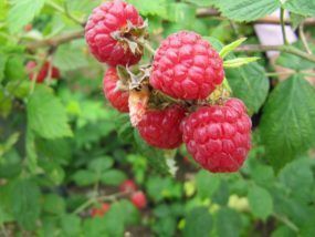 Framboisier (Rubus idaeus)