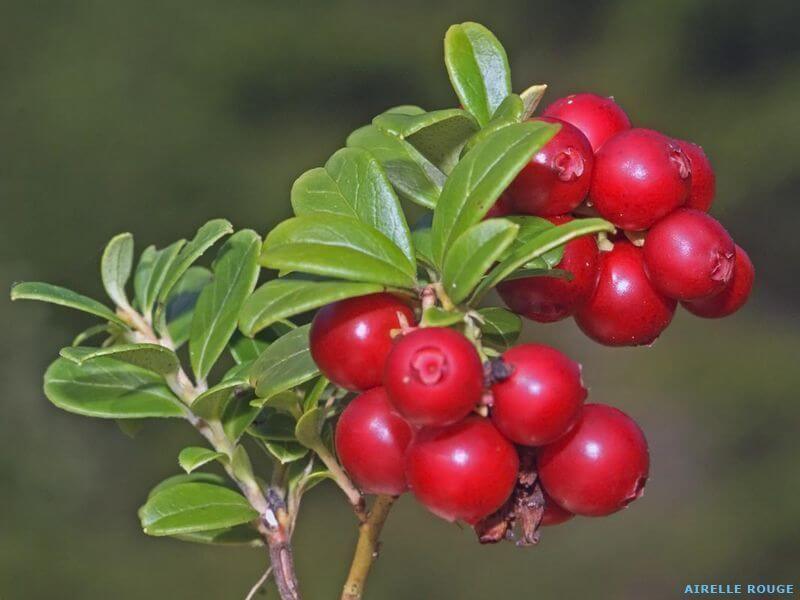 Airelle rouge (Vaccinium vitis idaea)