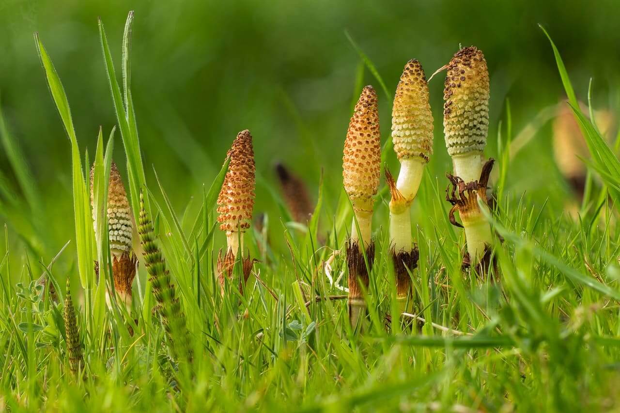 Prêle (Equisetum arvense)